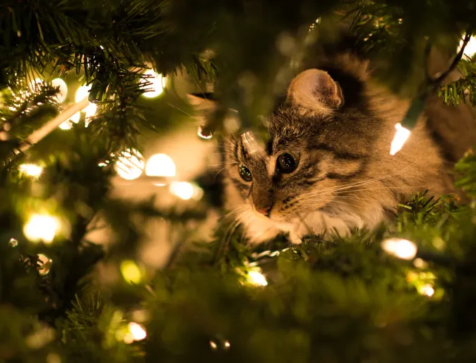 Grey Tabby Cat Inside of Christmas Tree with Decorative Lights Around Them. 